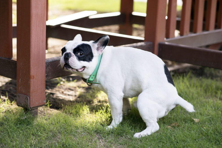 Salud intestinal en perros