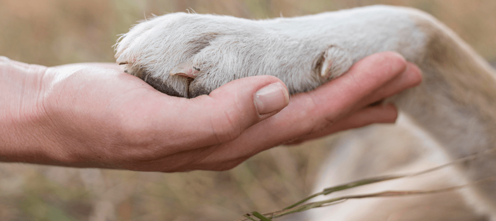 Prueba microbiota en Colombia: Controle y prevenga enfermedades de tu mascotas